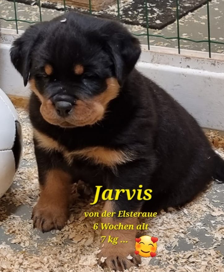 jarvis_6wochen