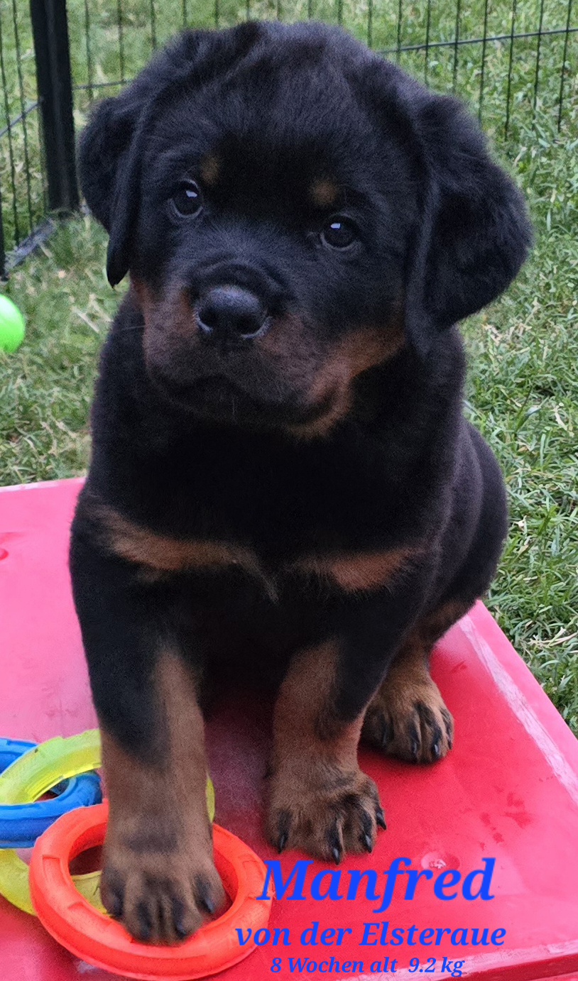 Welpe Manfred 8 Wochen alt