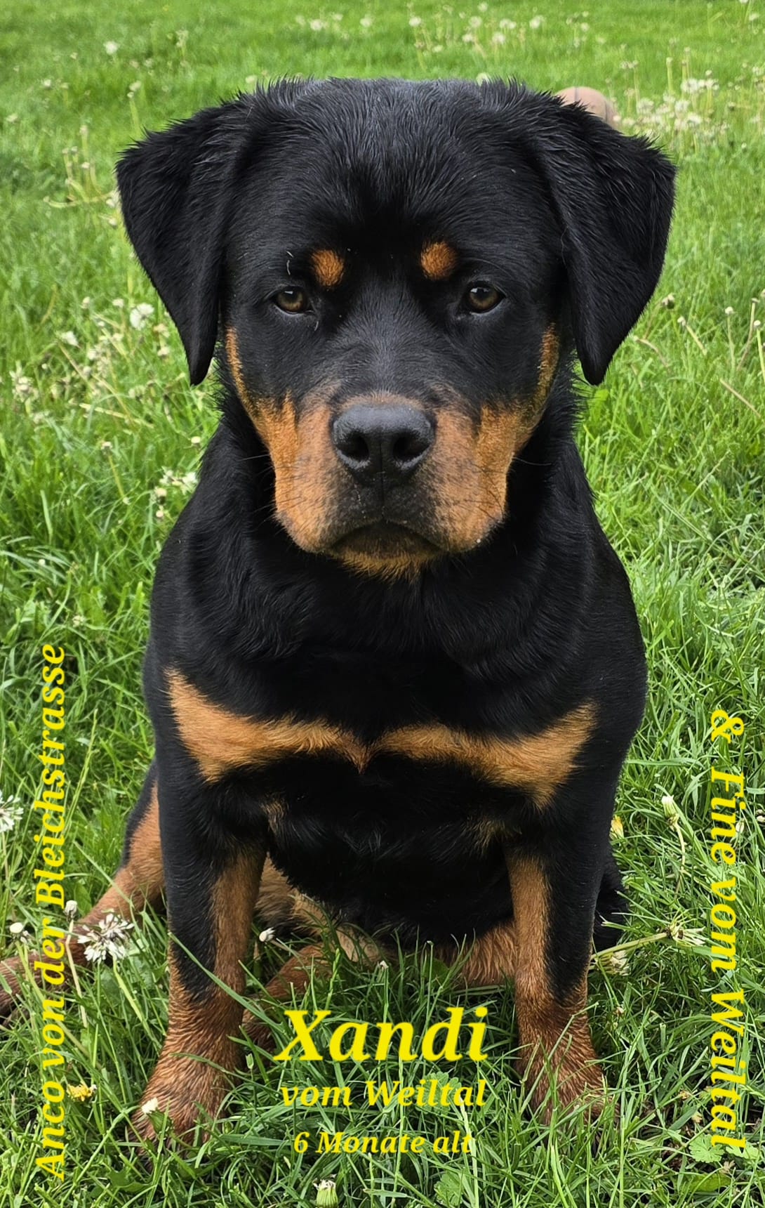 Xandi. Junge Hündin die einmal die Zucht verstärken soll.